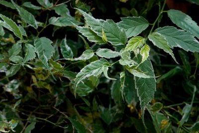 Kerria japonica 'Variegata' - zákula japonská - listy